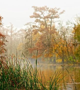 Fog on the bayou