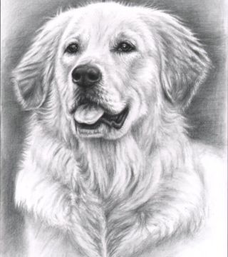 Golden Retriever Spence